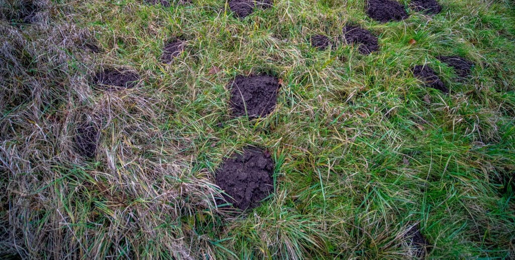 Auf dem Bild ist eine Wiese mit vielen Löchern zu sehen.